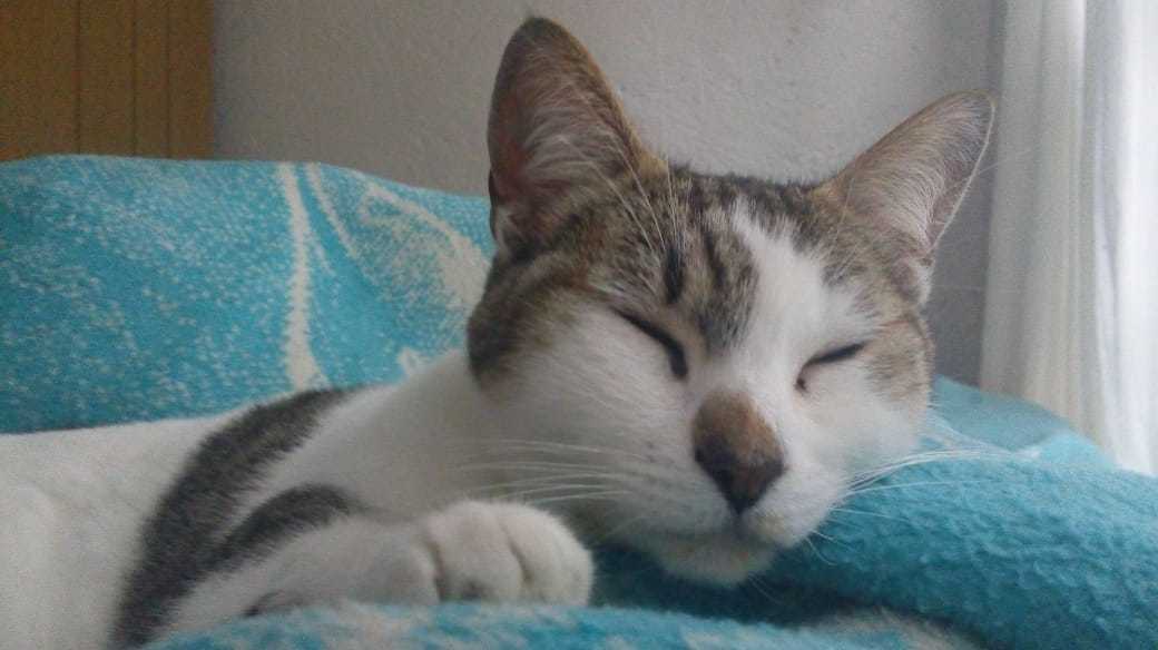 Gatos #01